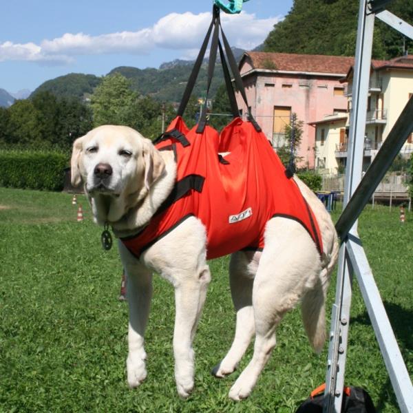 Taxi Dog Harness